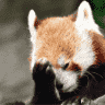redhairedwolf