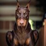 Dobermann