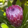 protea