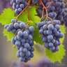 SweetGrapes