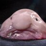 plebpig7843