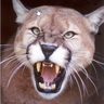 Puma-DD