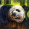 Celestial-?-Pandas