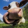 Moo