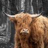 Dumblikeox