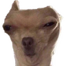 RandomDoggo