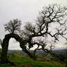 Oakbender