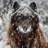 wwWolf