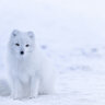 Whitee1990