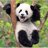 DasPanda