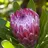protea